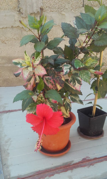  - hibi cooperi rose flake