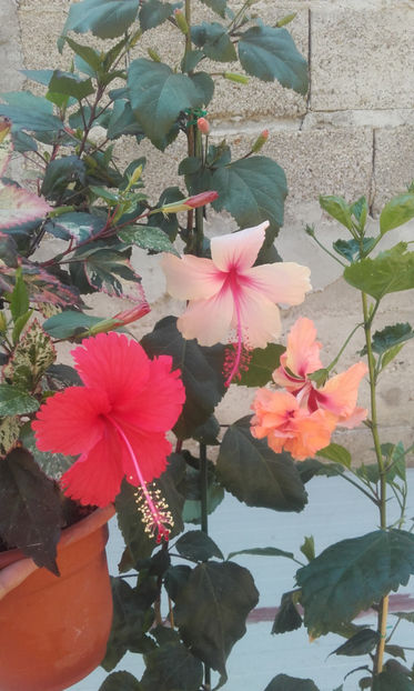  - hibi cooperi rose flake