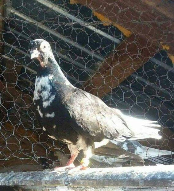 received_1287244544734816 - 6-Negru Codalb Romanesc