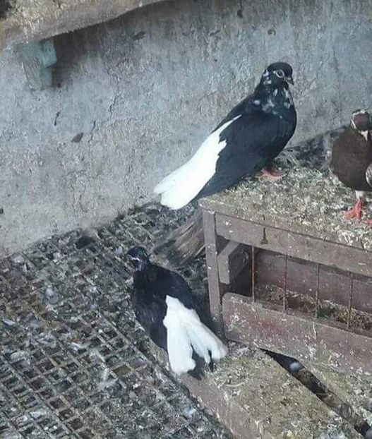 received_1289183344540936 - 6-Negru Codalb Romanesc