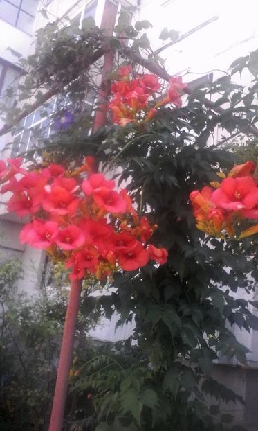  - Imagini din natura