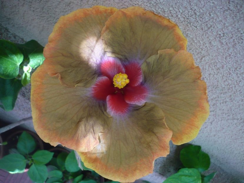 P1340440 - Tahitian Passion Flower