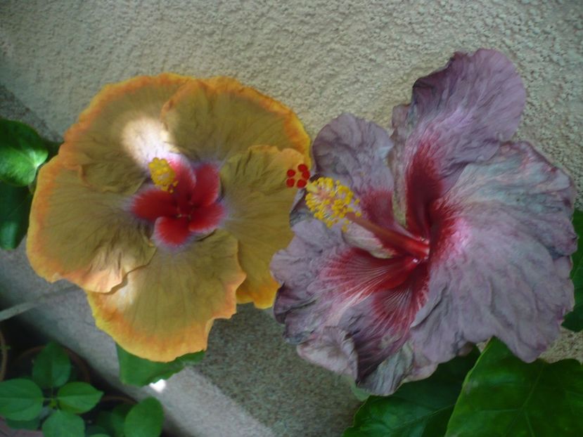 P1340442 - Tahitian Passion Flower