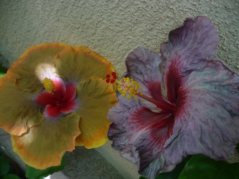 P1340443 - Tahitian Passion Flower