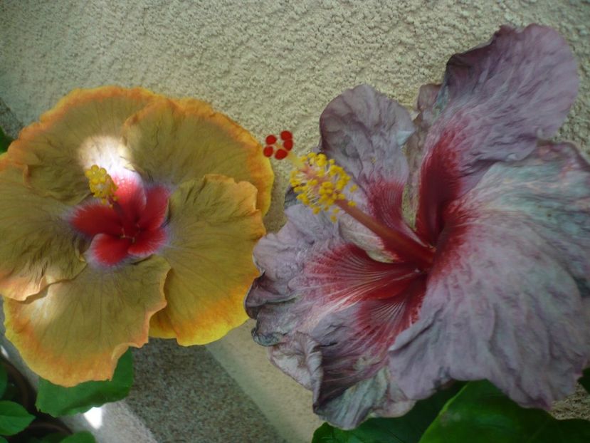 P1340444 - Tahitian Passion Flower