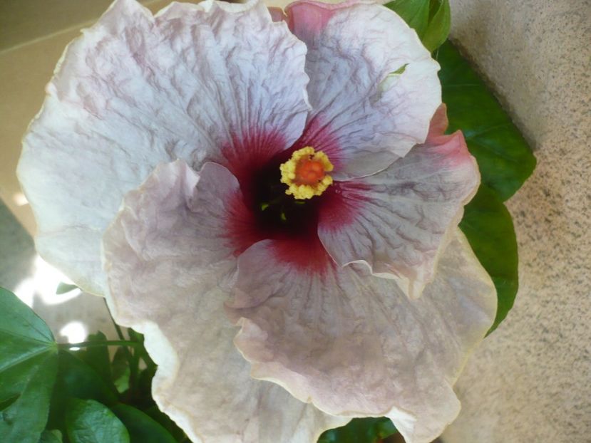 P1340446 - Blue Jean baby