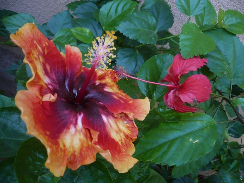 P1340476 - Moorea Sunset Star