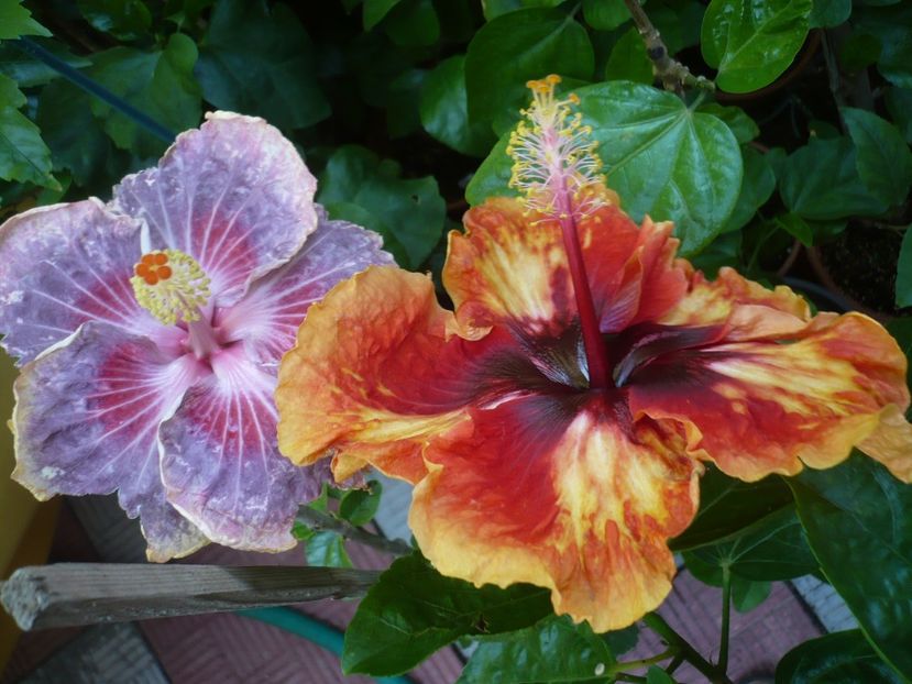 P1340478 - Moorea Sunset Star