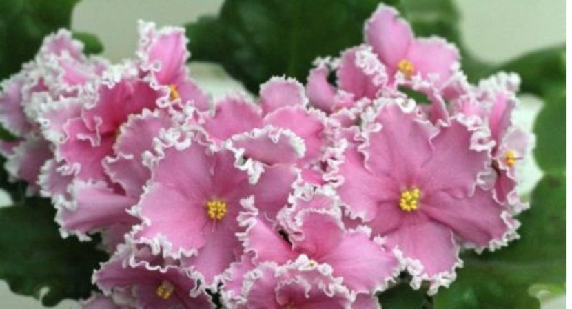 RS-MARJA ISKUSNICA - Violete Africane Licitatie