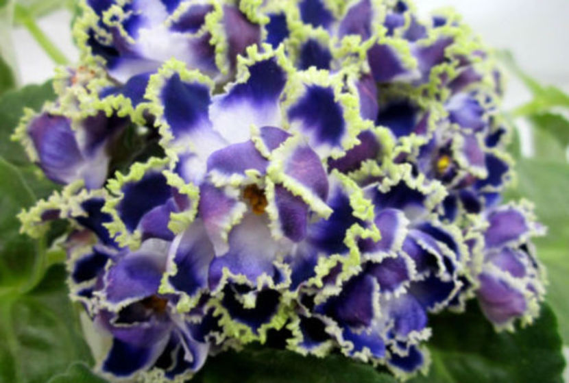 AV-747 - Violete Africane Licitatie