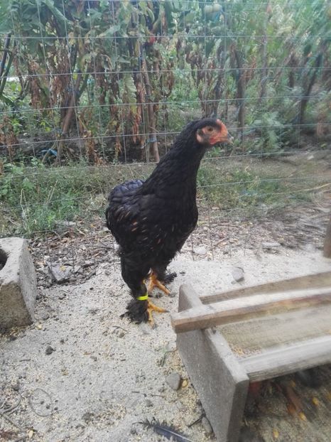  - Cochinchina urias auriu 2017