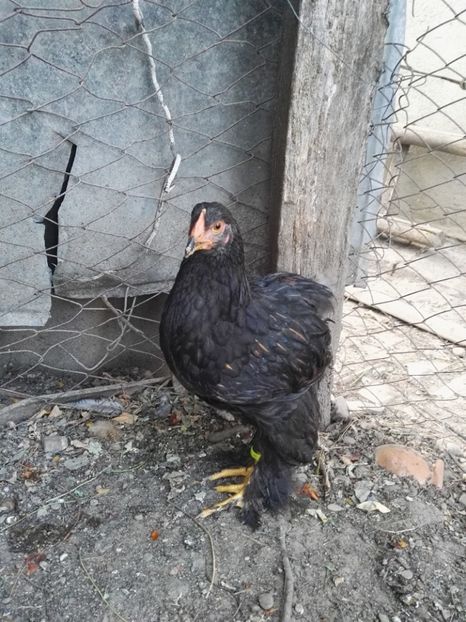  - Cochinchina urias auriu 2017