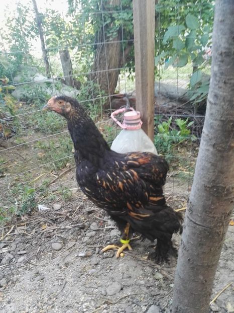  - Cochinchina urias auriu 2017