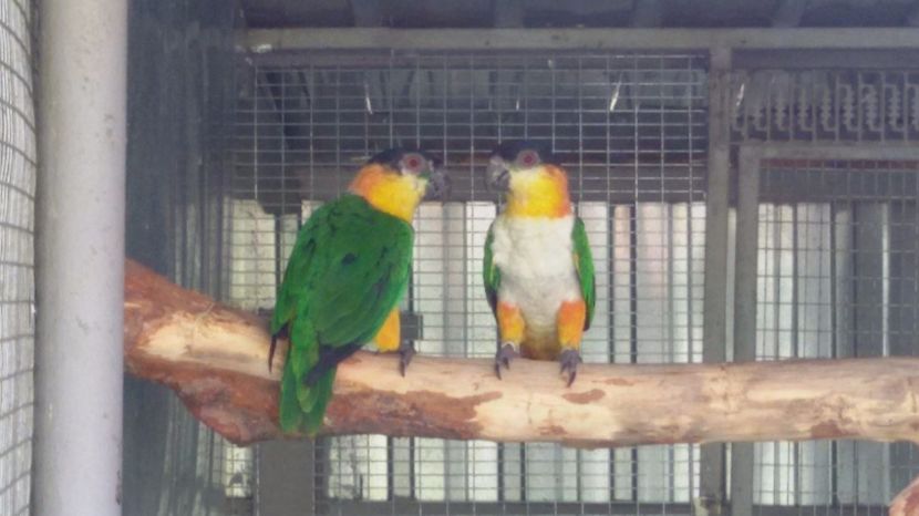  - Caique cu cap negru