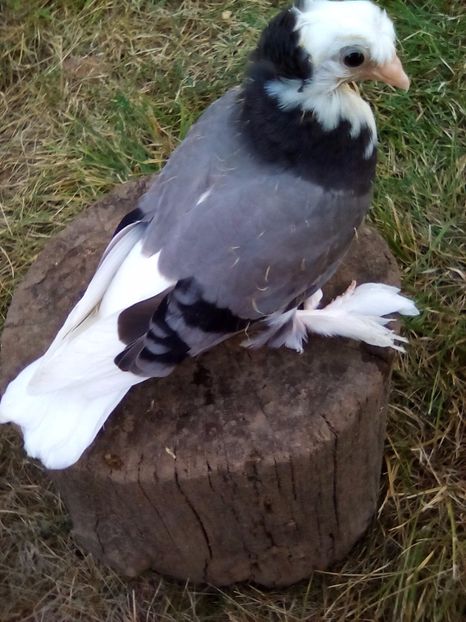 Pag pe albastru - Pui 2017