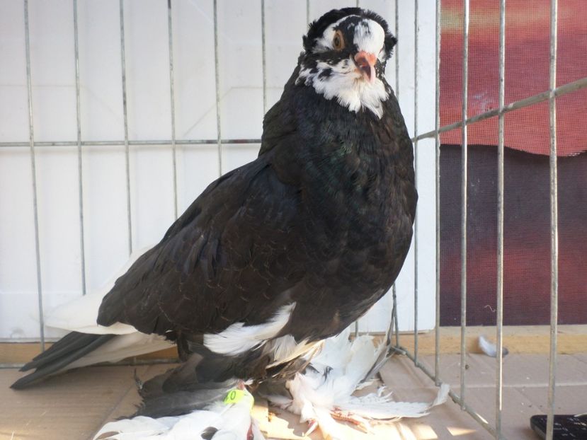 fem  0106 2017 - ARHIVA 2016 -2017-2o18-2019-2020