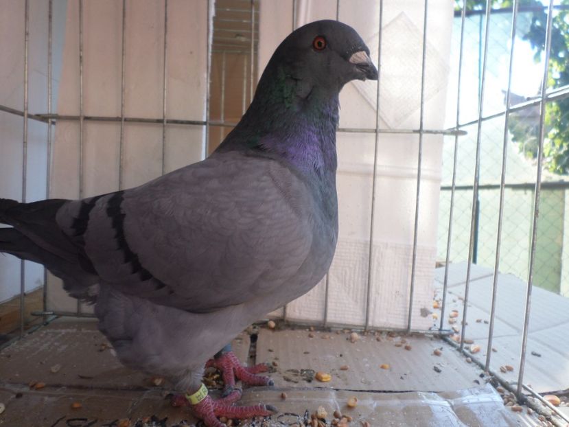Fem  0295/.2017 - ARHIVA 2016 -2017-2o18-2019-2020