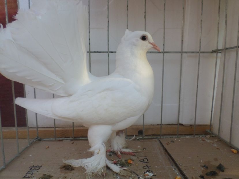 SAM_4481 - ARHIVA 2016 -2017-2o18-2019-2020