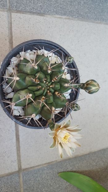  - Gymnocalycium schickendantzii