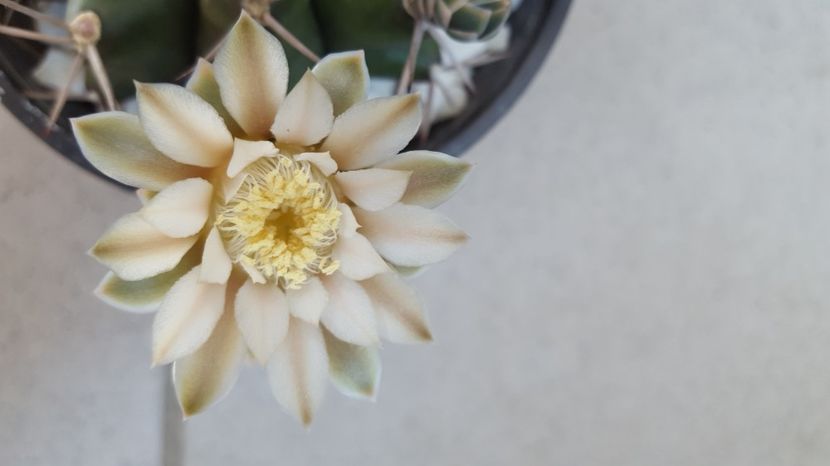  - Gymnocalycium schickendantzii