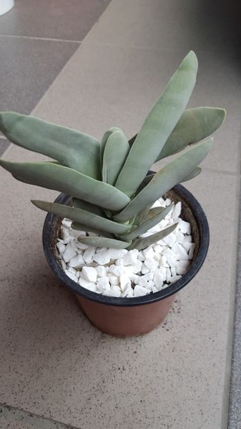  - Crassula falcata