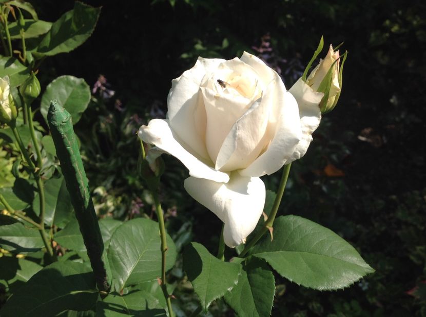  - Trandafiri din anii trecuti