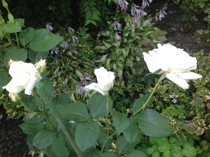  - Trandafiri din anii trecuti