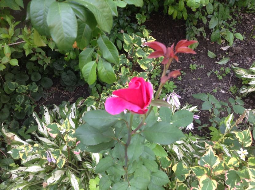  - Trandafiri din anii trecuti