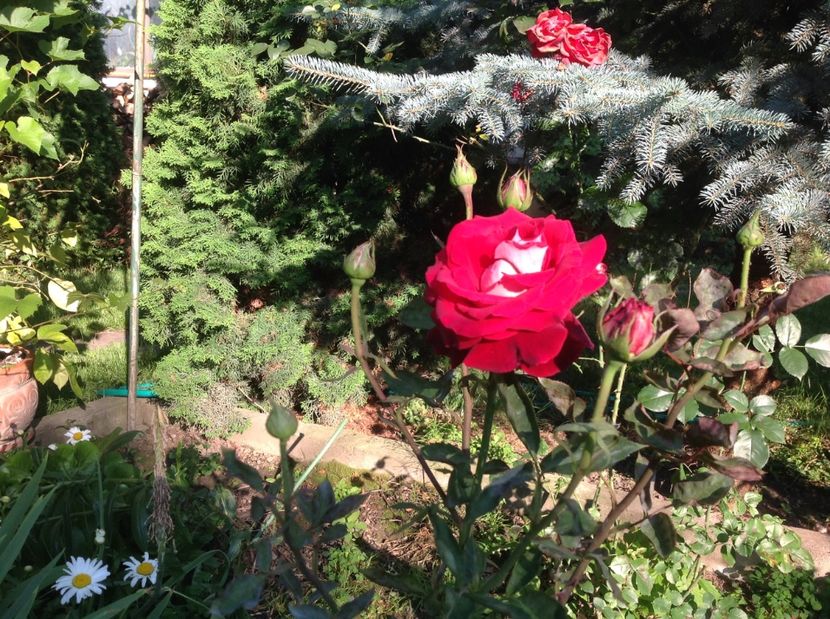  - Trandafiri din anii trecuti