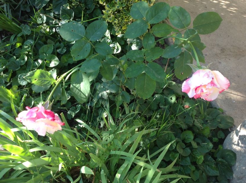  - Trandafiri din anii trecuti