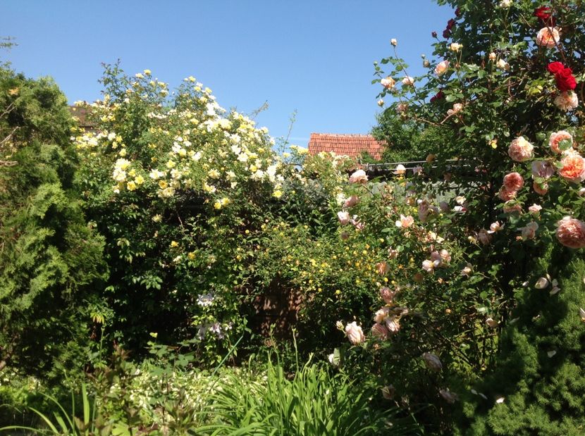  - Trandafiri din anii trecuti