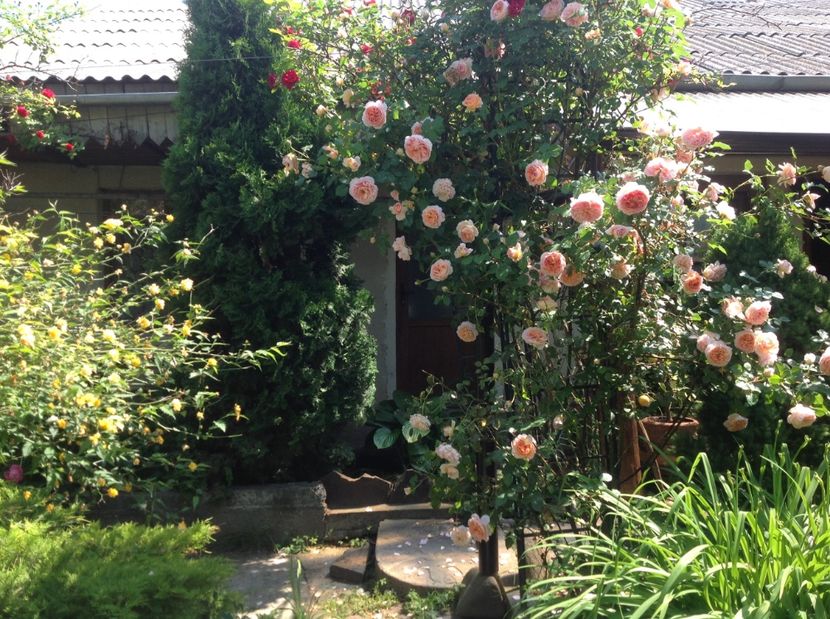  - Trandafiri din anii trecuti