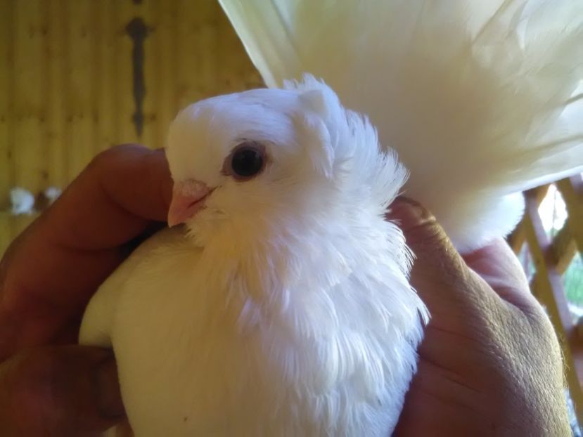  - porumbei siberieni