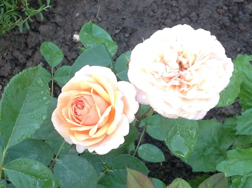  - Charles Austin Ausfather