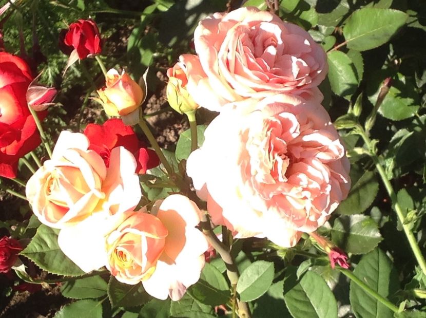  - Trandafiri 2017 in gradi