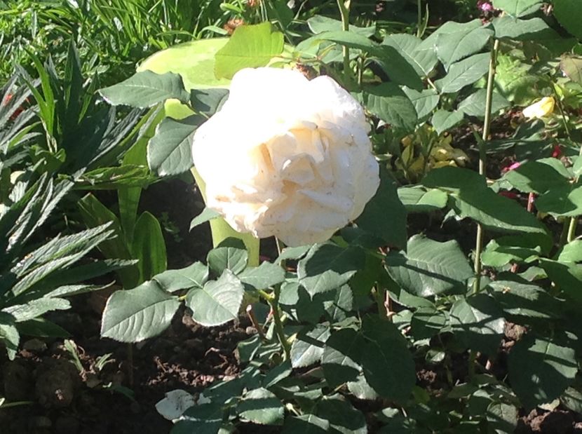  - Trandafiri 2017 in gradi