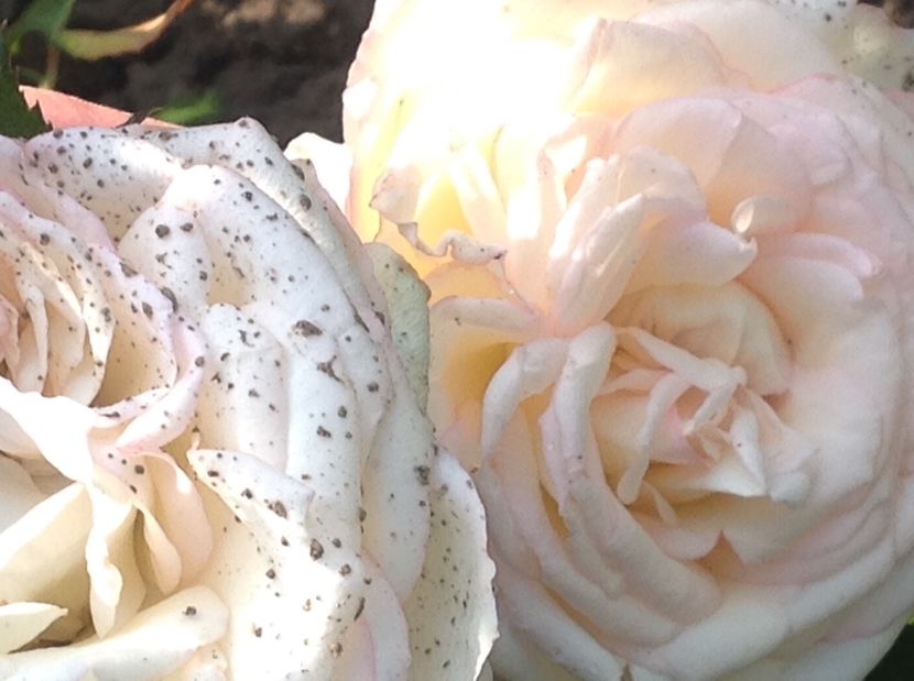  - Trandafiri 2017 in gradi