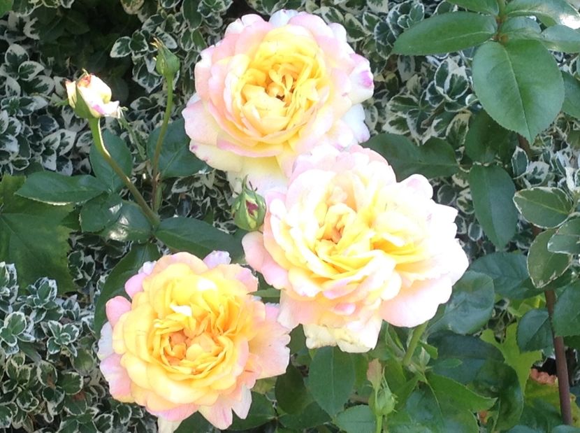  - Trandafiri 2017 in gradi