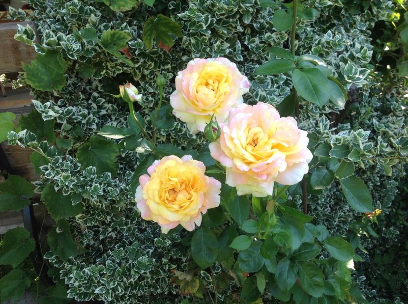  - Trandafiri 2017 in gradi