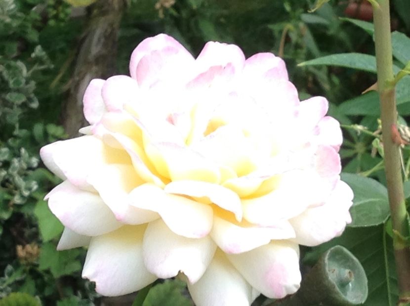  - Trandafiri 2017 in gradi