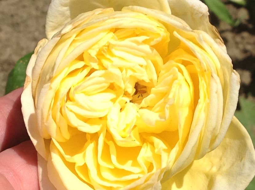  - Trandafiri 2017 in gradi