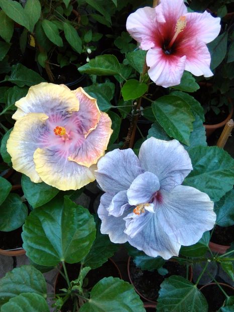  - Hibiscus Persian Rug