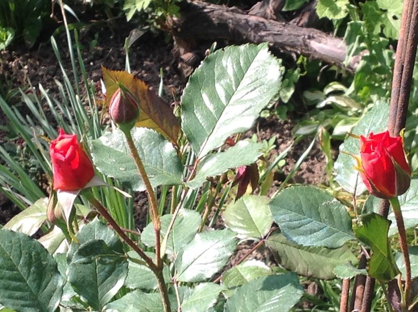  - Trandafiri 2017 in gradi