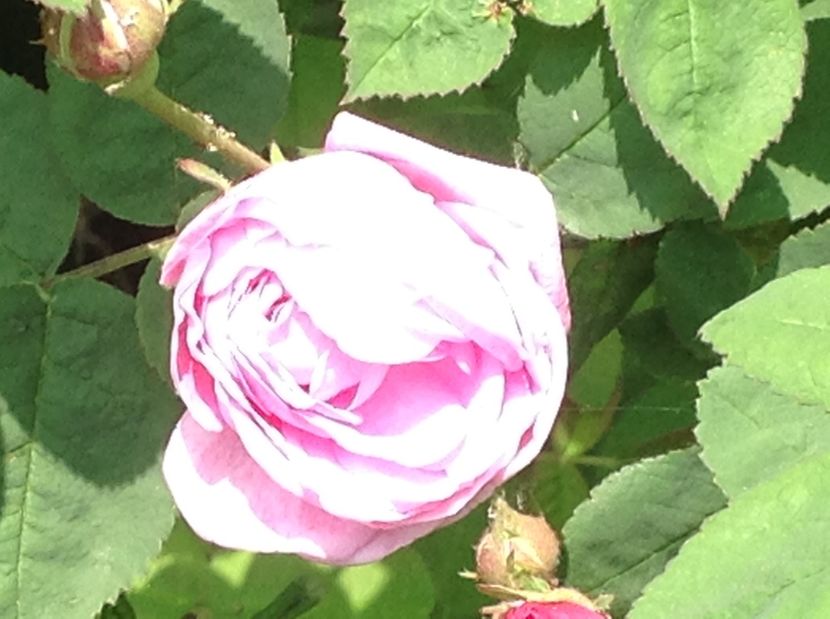  - Trandafiri 2017 in gradi