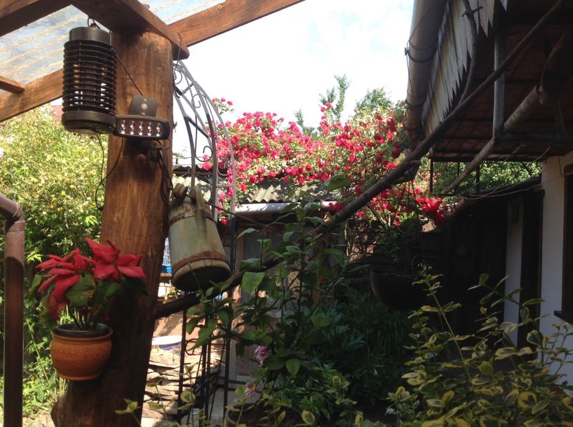  - Trandafiri 2017 in gradi