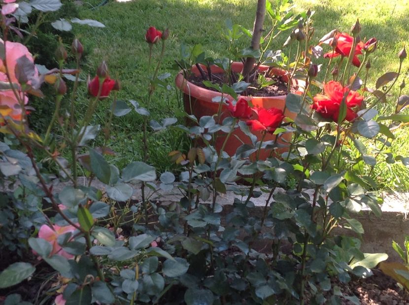  - Trandafiri 2017 in gradi