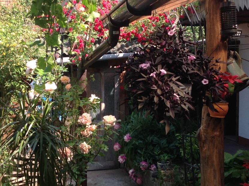  - Trandafiri 2017 in gradi