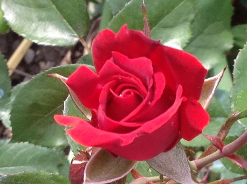  - Trandafiri 2017 in gradi