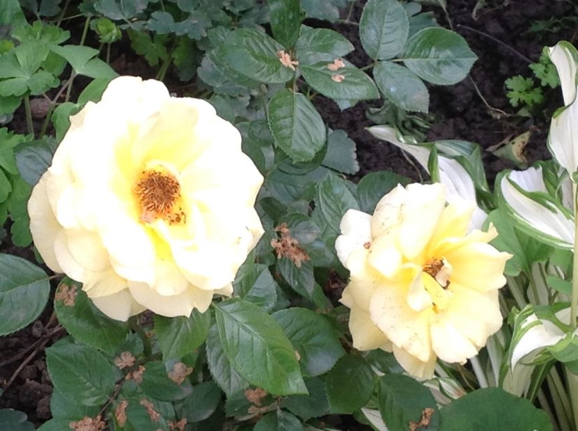  - Trandafiri 2017 in gradi