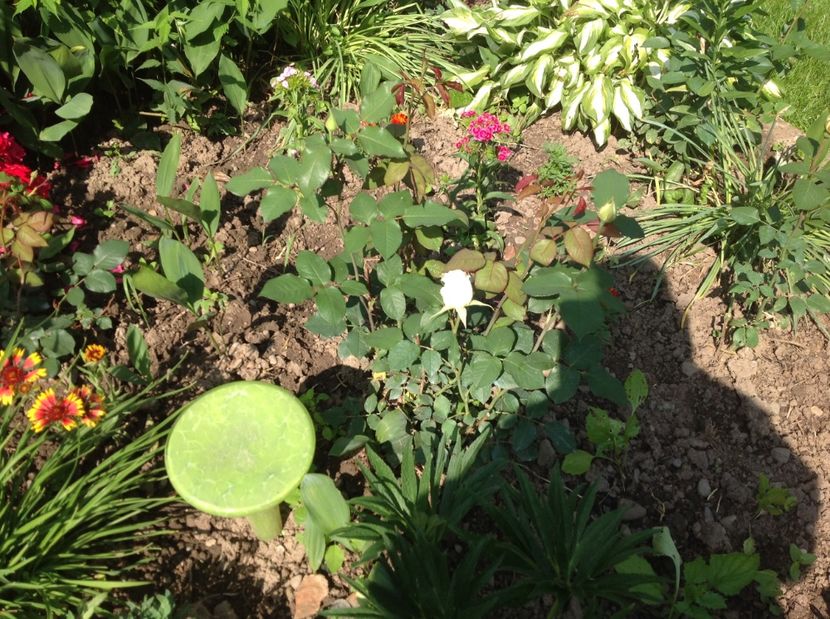  - Trandafiri 2017 in gradi